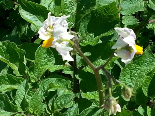 Flowers from potatoe plants - I wonder if they are edible?