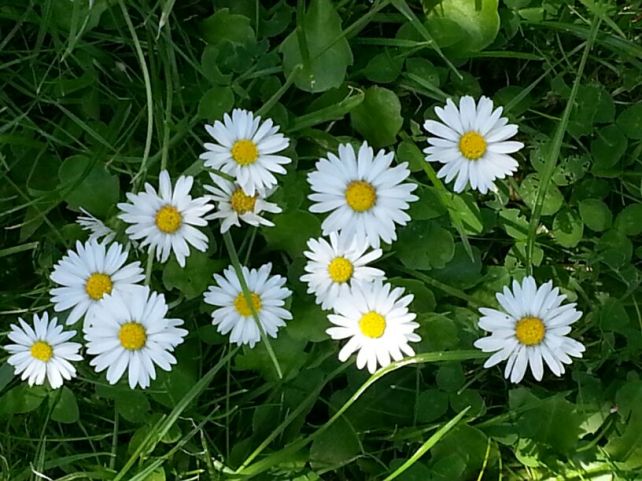 Daisies are great for one thing and one thing only - daisy chains of course!!! They were a big hit on the school playground and I still find myself making them in my back yard.